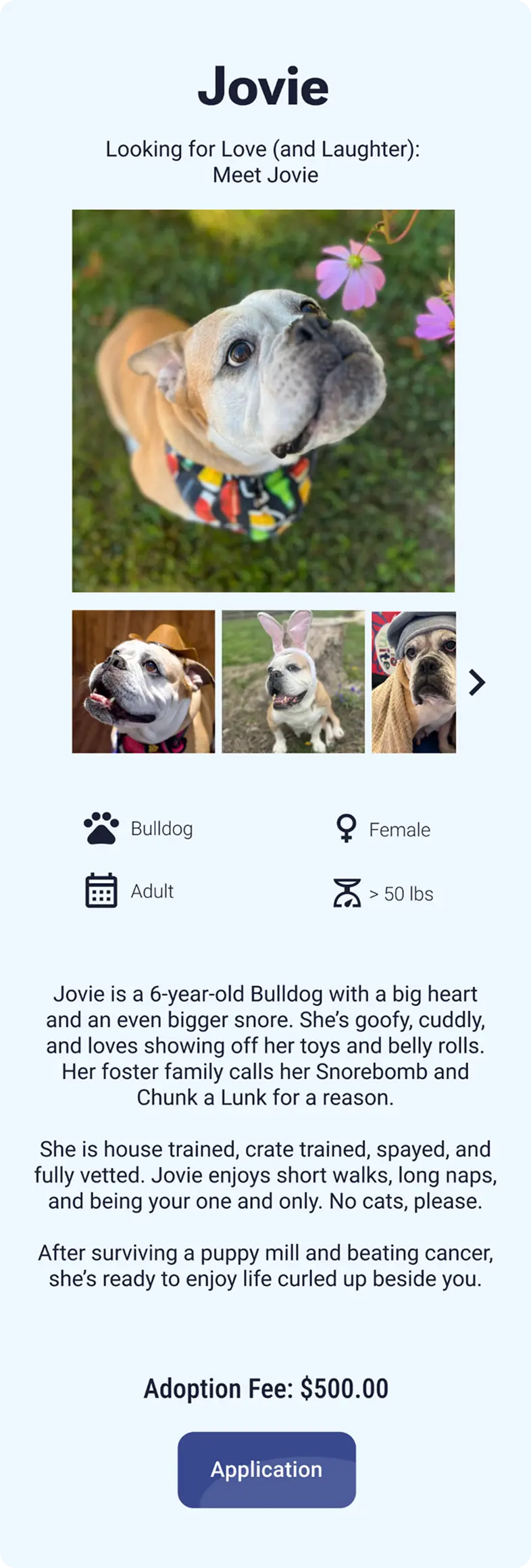 Jovie's dog profile page on mobile and tablet, stacked in a single column with a photo gallery, details, description, and Application button